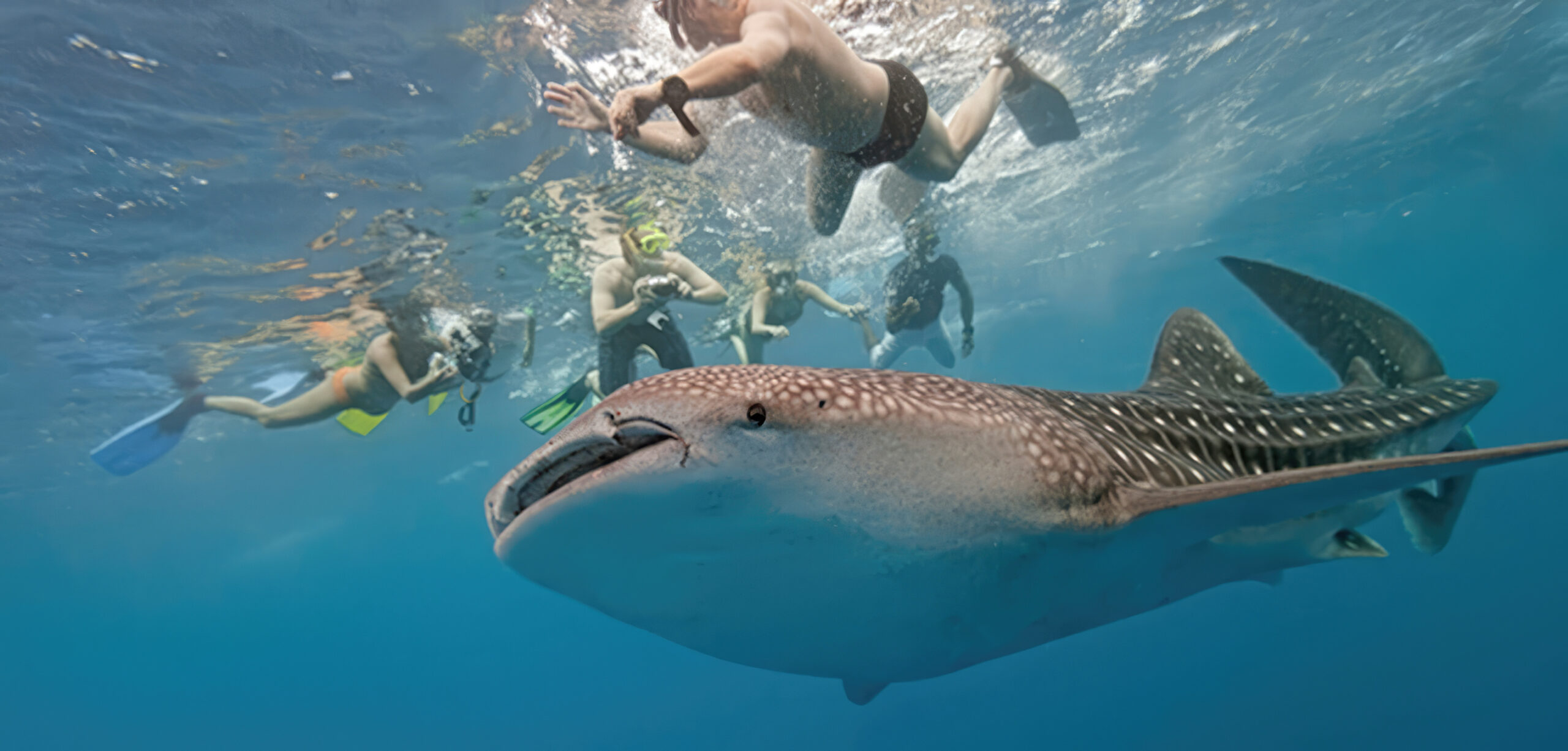Premium Whale Shark Swimming - Funcabo